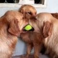 面對這兩隻爭奪網球的黃金獵犬，第3隻想出來的奇招真的叫人笑到翻過去！