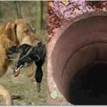 瘸腿狗每日將食物扔進樹林裡的枯井，當人們挖開枯井後，看到裡面被嚇住了！