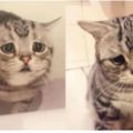 這隻天生一張「憂鬱臉」的貓咪網路爆紅，討食時的「無辜眼神」萌暈一票網友！