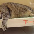 這個「IKEA迷你小床」成為肥喵的溫床後，但因為崩壞的體重真的只能自食肥果了！