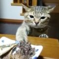 必看！這隻號稱全世界「自制力最強」的貓，面對美食當前的掙扎樣子，讓網友笑慘啦！