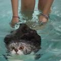 一隻被強迫學游泳的貓，終於游到岸時，給了主人這樣一個眼神