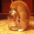 貓咪想救罐頭瓶裡的小球出來，卻不小心自己滑進瓶裡出不來，主人在旁邊笑翻了