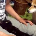 貓咪一臉陶醉地躺在主人腳上，柴犬看著主人的表情真是太逗了！