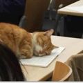 老師說：「那位同學怎麼在打瞌睡！」，一看到打瞌睡的野生喵皇，大家都笑到不行啦！