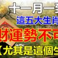 十一月一到這五大生肖財運勢不可擋【尤其是這個生肖】