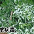 艾草有抗菌抗病毒、抗過敏以及加強抵抗力等功能