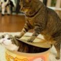 貓咪不要吃貓糧喜歡吃罐頭怎麼辦？做一頓味美價廉有營養的貓飯吧