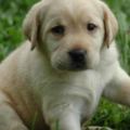 世界十大可愛狗狗排名，二哈柯基上榜，你家裡有嗎？最喜歡哪種？