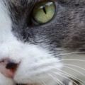 心理測試：哪只不是貓咪的眼睛，測你是富貴命還是窮酸命，超准！