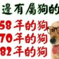 你身邊有屬狗的嗎？1958年，1970年，1982年的生肖狗，一生一世的命運,神准