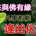 這幾大生肖生來與佛有緣，凡事都能逢凶化吉