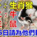 屬猴，牛，鼠的人，5月15日請為他們轉走