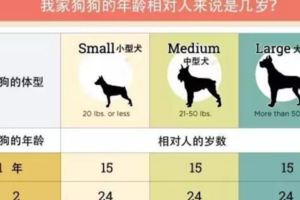 狗狗5-7歲就開始變老，這裡有8種方式改善老年狗狗的生活