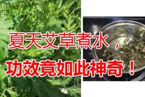 夏天艾草煮水，功效竟如此神奇！