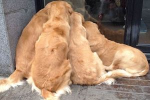 4隻黃金獵犬散步時突然緊盯著同一個地方不肯走，主人好奇查看後心馬上柔軟到爆炸了！