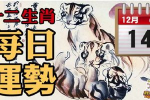 12月14號(四)12生肖運勢+指數