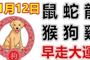 11月12日生肖運勢_鼠、蛇、龍大吉