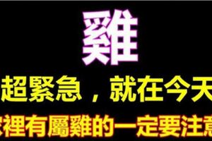 就在今天，如果你身邊或家裡有屬雞的人，一定要為他接福