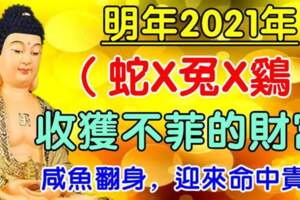 2021年迎來命中貴人，鹹魚翻身的生肖