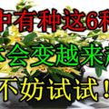 家中有種這6種花，身體會變越來越好，不妨試試！