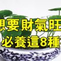 想要財氣旺，家中必養這8種植物！別不信!