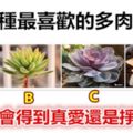 選一種最喜歡的多肉植物，測你會得到真愛還是掙大錢？