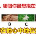 4個動物，哪個你最想抱在懷裡？測你在他心中地位如何