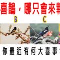 心理測試：4隻喜鵲，哪只會來報喜？秒測你最近有何大喜事發生？