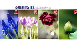 心理測試：4種花，你最喜歡哪朵？測你生活中最該珍惜誰？