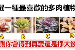 選一種最喜歡的多肉植物，測你會得到真愛還是掙大錢？