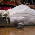 墨西哥鎮長為了小鎮出賣男色每年迎娶一隻鱷魚~!