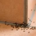 10種天然的方法，讓家中的螞蟻大軍消失不見！