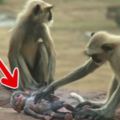 一隻「機器猴子」被放在猴群中，卻不小心被「意外殺害」了，沒想到下一秒「發生的事」都讓人紅了眼眶！