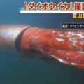 【影片】日本港灣漁民驚見了一隻百年難得一見的「超巨大活烏賊」，牠整個游泳過程都被珍貴的記錄下來了！