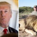 川普解除禁令讓「獵殺的獅子遺體」可以運回美國，理由是「收入能拿來保護動物」…動保團體聽到崩潰！