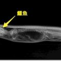 這隻蟒蛇「吞下鱷魚」後，科學家決定連拍牠7天X光，沒想到才到「第3天」就嚇壞眾人!