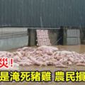 豪雨釀災！到處都是淹死豬雞農民損失慘重