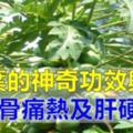 【木瓜葉】的神奇功效與作用，治骨痛熱及平衡血糖，家有【肝硬化】的人要知道！