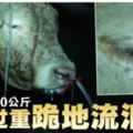 注水入鼻增加牛肉重量·牛隻過重跪地流淚