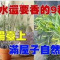 比香水還要香的9種花！栽在陽臺上，滿屋子自然清香！