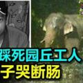 野象踩死園丘工人妻子哭斷腸