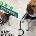 護國神犬被踹了，當場嚇到慘叫一聲！移民官跋扈嗆：我就是不喜歡狗