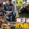 獅子被拔爪只為陪遊客玩