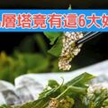 吃九層塔竟有這6大好處網驚：我決定餐餐都來吃