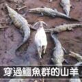 嘸咧驚啦！　25張「膽子特別大顆」的超霸氣動物