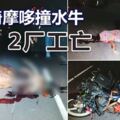 凌晨騎摩哆撞水牛牛死2廠工亡