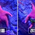 這翹臀相似度滿分！　水族館「現實派大星」開啟PS修圖賽：比誰更荒謬