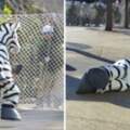 動物園年度「猛獸逃脫」演習！　員工扮玩偶裝狂奔...「戲精式倒地」網笑歪