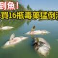 釣不到魚4男怒買16瓶毒藥猛倒河22萬條魚當場慘死